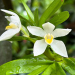 Carica l'immagine nel visualizzatore Galleria, Maxillaria camaridii