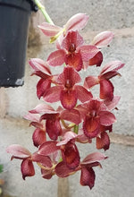 Carica l'immagine nel visualizzatore Galleria, Catasetum Tupã (cirrhaeoides x denticulatum)