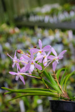Carica l'immagine nel visualizzatore Galleria, Neofinetia falcata 'Fujimusume' 藤娘