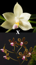 Carica l'immagine nel visualizzatore Galleria, Phalaenopsis honghenensis x floresensis
