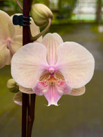 Carica l'immagine nel visualizzatore Galleria, Phalaenopsis Pure Kizz - Big Lip
