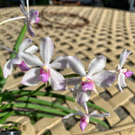 Carica l'immagine nel visualizzatore Galleria, Holcoglossum flavescens x Vanda coerulescens