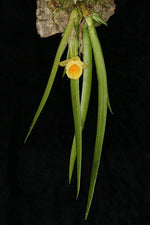 Carica l'immagine nel visualizzatore Galleria, Plectrophora cultrifolia