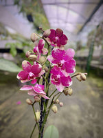 Carica l'immagine nel visualizzatore Galleria, Phalaenopsis Diva = Rombley