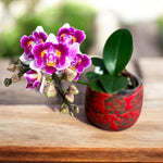 Carica l'immagine nel visualizzatore Galleria, Phalaenopsis Lioulin Grape (peloric - 3 lips)