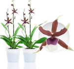 Carica l'immagine nel visualizzatore Galleria, Aliceara Eurostar (Aliceara Tahoma Glacier x Oncidium schroederianum)