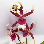 Carica l'immagine nel visualizzatore Galleria, Aliceara Eurostar (Aliceara Tahoma Glacier x Oncidium schroederianum)