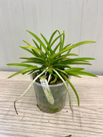 Carica l'immagine nel visualizzatore Galleria, Neofinetia falcata 'Kinyuko' 金幽晃 - BIG
