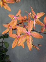 Carica l'immagine nel visualizzatore Galleria, Renanthopsis Mildred Jameson (Renanthera monachica x Phalaenopsis stuartiana)