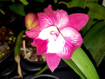 Carica l'immagine nel visualizzatore Galleria, Cattleya Cosmic Delite (C. Bright Angel x C. Batemaniana)