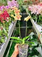 Carica l'immagine nel visualizzatore Galleria, Phalaenopsis rheingold x pallens
