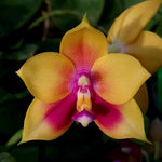 Carica l'immagine nel visualizzatore Galleria, Phalaenopsis Hawaii Dragon Girl x LD's Bear Queen