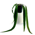 Carica l'immagine nel visualizzatore Galleria, Anthurium pallidiflorum