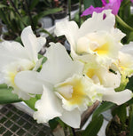 Carica l'immagine nel visualizzatore Galleria, Cattleya Hawaiian Wedding Song 'Virgin' HCC/AOS
