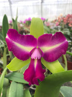 Carica l'immagine nel visualizzatore Galleria, Brassolaeliocattleya Chyong Guu Benz 'Fong Yuen'