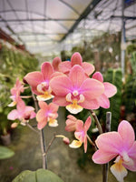 Carica l'immagine nel visualizzatore Galleria, Phalaenopsis Melion