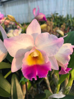 Carica l'immagine nel visualizzatore Galleria, Cattleya Rainbow