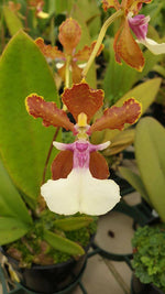 Carica l'immagine nel visualizzatore Galleria, Trichocentrum Josephine (Trichocentrum Haematochilum × Trichocentrum lanceanum)