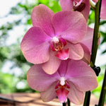 Chargez l'image dans la visionneuse de galerie, Phalaenopsis Fong Tien's Amapearl 'Cone Pearl CL913G'