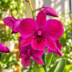 Laden Sie das Bild in den Galerie-Betrachter hoch, Dendrobium Burana Racha