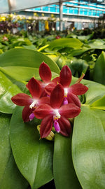 Carica l'immagine nel visualizzatore Galleria, Phalaenopsis tetraspis 'C1' × LD's Bear King