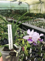 Carica l'immagine nel visualizzatore Galleria, Holcoglossum wangii x Vanda 'Bayrisch Blau'