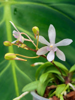Carica l'immagine nel visualizzatore Galleria, Vanda falcata x Phalaenopsis lindenii