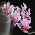 Carica l'immagine nel visualizzatore Galleria, Phalaenopsis Alyos 'OH' (Phal. schilleriana x Phal. finleyi)