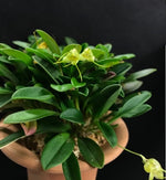 Carica l'immagine nel visualizzatore Galleria, Masdevallia nidifica f. alba