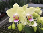 Carica l'immagine nel visualizzatore Galleria, Phalaenopsis Freedanzo