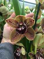 Carica l'immagine nel visualizzatore Galleria, Cymbidium Los Angeles