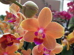 Carica l'immagine nel visualizzatore Galleria, Phalaenopsis Paprika