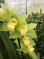 Carica l'immagine nel visualizzatore Galleria, Cymbidium lowianum f. concolor