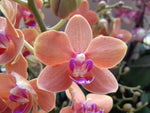 Carica l'immagine nel visualizzatore Galleria, Phalaenopsis Paprika