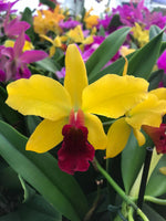 Carica l'immagine nel visualizzatore Galleria, Laeliocattleya Golddigger 'Orchid Jungle'