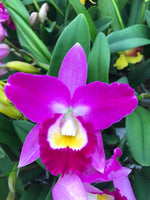 Carica l'immagine nel visualizzatore Galleria, Potinara Hsinying Pink Doll