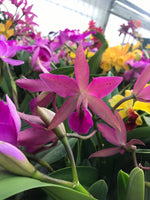 Carica l'immagine nel visualizzatore Galleria, Brassocatanthe Kina Uchina (Brassanthe Maikai × Cattlianthe Little Susie)