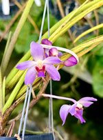 Carica l'immagine nel visualizzatore Galleria, Paraphalaenopsis serpentilingua x Rhynchostylis coelestis