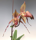 Carica l'immagine nel visualizzatore Galleria, Paphiopedilum rothschildianum 'Out Touch' × Johanna Burkhardt 'Sam's Choice' FCC/AOS - Orchid Inn, Ltd.