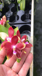 Carica l'immagine nel visualizzatore Galleria, Phalaenopsis Tying Shin Fly Eagle × Phal. tetraspis 'C1'