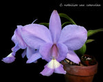 Carica l'immagine nel visualizzatore Galleria, Cattleya nobilior var. coerulea