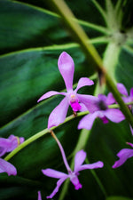 Carica l'immagine nel visualizzatore Galleria, Vanda coerulescens x Neostylis Lou Sneary Blue