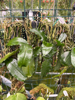 Load image into Gallery viewer, Phalaenopsis deliciosa