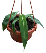 Carica l'immagine nel visualizzatore Galleria, Anthurium pallidiflorum