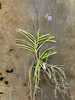 Carica l'immagine nel visualizzatore Galleria, Vanda coerulescens