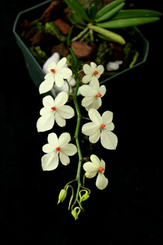 Aerangis luteoalba v. rhodosticta – Giulio Celandroni Orchidee