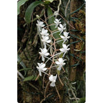 Carica l'immagine nel visualizzatore Galleria, Aerangis kotschyana x decaryana