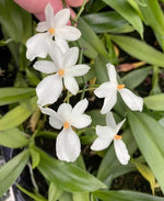 Carica l'immagine nel visualizzatore Galleria, Aerangis Mini Mara (biloba x luteo-alba var. rhodosticta)