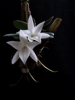 Carica l'immagine nel visualizzatore Galleria, Aerangis fastuosa