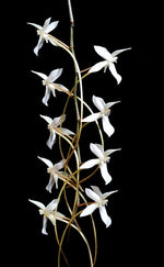 Carica l'immagine nel visualizzatore Galleria, Aerangis Pionier (mystacidii × kotschyana)